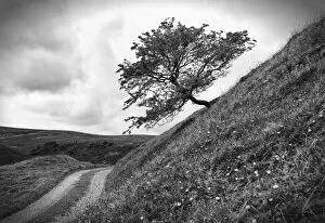 Moors Collection: A tree on a slope, Peak District National Park, Derbyshire, England