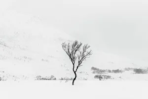 Lone Tree Prints: Tree in Snow, near Tromso, Norway