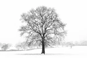 Images Dated 14th July 2021: A tree in the snowstorm, Darlands Nature Reserve, Borough of Barnet, London, England