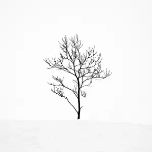Haukadalur Prints: Tree in a snowy winter landscape, Haukadalur, Valley, Iceland