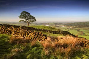 Vast Collection: Tree & Stone Wall, near The Roaches, Peak District National Park, Derbyshire, England