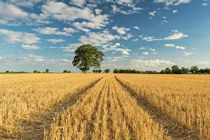 Images Dated 1st March 2023: Tree in Stubble Field, Norfolk, England
