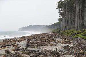Rainy Prints: Tree stumps on the beach and Rimu trees. Bruce Bay, West Coast region, South Island