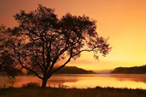 Tree at Sunrise, Loch Achray, The Trossachs National Park, Central Region, Scotland