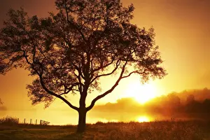 Back Lit Prints: Tree at Sunrise, Loch Achray, The Trossachs National Park, Central Region, Scotland
