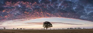 Tree at Sunrise, Norfolk, England