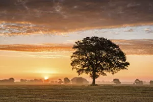 Peace Gallery: Tree at Sunrise, Norfolk, England