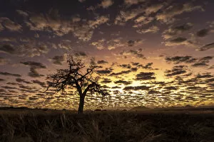 Images Dated 29th June 2022: Tree at sunset, Skeleton Coast National Park, Namibia