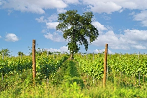 Agricolture Prints: Tree and vineyards in Franciacorta country, Brescia province in Lombardy district, Italy