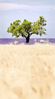 Tree in a wheat and lavender field, Valensole plateau, Provence, France