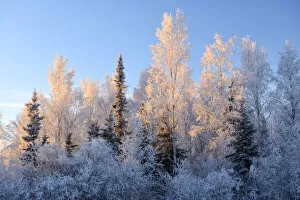 Tree in winter, Fairbanks, Alaska, USA