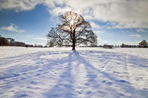 Contre Jour Prints: Tree in Winter, Melbury Deer Park, Dorset, England