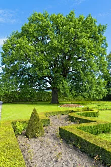 Images Dated 14th July 2023: Tree in Zamecky park (The Castle Garden), Cesky Krumlov, South Bohemian Region, Czech Republic