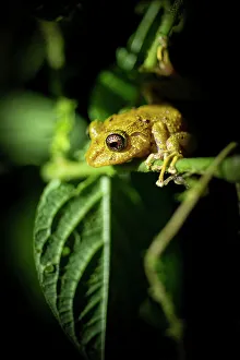 Treefrog, Mashpi, Reserva Mashpi Amagusa, Pichincha, Ecuador