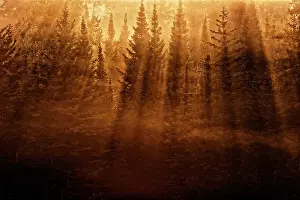 Silhouette Prints: Trees backlit from morning sun throwing strong shadows Kenora, Ontario, Canada