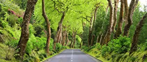 Trees bordering a rural road near Povoacao. Sao Miguel, Azores islands, Portugal