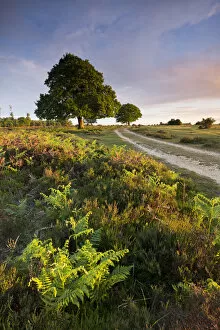 Images Dated 22nd January 2015: Trees and bracken on the New Forest heathland in the Springtime, Hampshire, England
