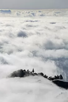 White Collection: Trees above the clouds, Santo Antao, Cape Verde