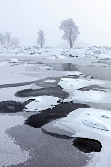 Hoar Frost Prints: Trees covered in hoar frost by frozen Loch Ba, Rannoch Moor, Highand, Scotland