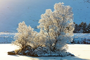Hoar Frost Prints: Trees covered in hoar frost, Loch Ba, Rannoch Moor, Highand, Scotland
