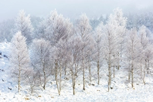 Hoar Frost Prints: Trees covered in hoar frost, Rannoch Moor, Highand, Scotland