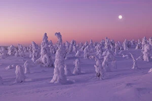 Images Dated 1st June 2023: Trees covered with snow at dawn with a full moon in background, Riisitunturi National Park, Posio