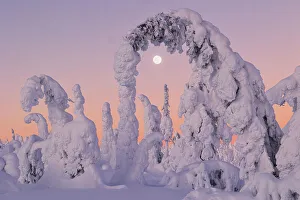 Q2 2023 Prints: Trees covered with snow at dawn with a full moon in background