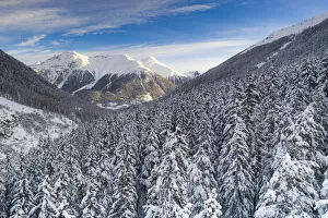Fir Tree Prints: Trees covered with snow in the winter forest at sunrise, Zernez, canton of Graubunden