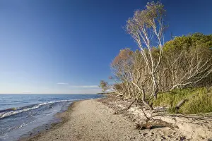 West Beach Prints: Trees on Darss West Beach Mecklenburg-Western Pomerania, Northern Germany, Germany