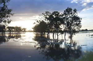 Trees & flooded creek, nr Rockhampton, Queensland, Australia