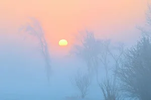Winnipeg Prints: Trees in fog at dawn, Winnipeg, Manitoba, Canada