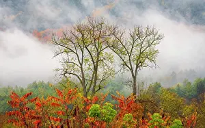 Intimate Landscape Prints: Trees in fog, Green Mountains, Waitsfield, Vermont, USA