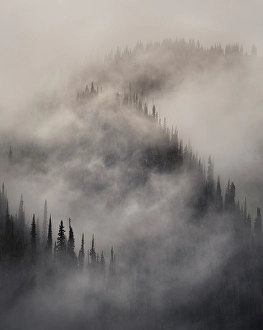 Revelstoke Prints: Trees & fog, Revelstoke, British Columbia, Canada