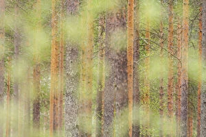 Finland Gallery: Trees in a forest of Finland, Europe