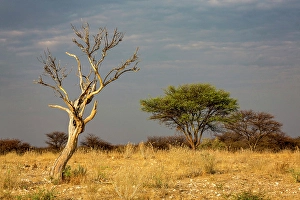 Kunene Region Prints: Trees on a grassy plain, Okonjima Nature Reserve, Namibia