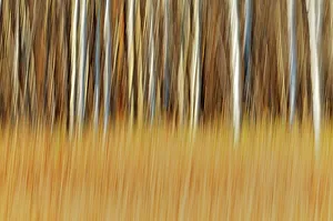 Prairie Province Prints: Trees. ICM (Intentional Camera Movement). Pinawa, Manitoba, Canada