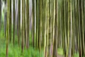 Forests Collection: Trees, Isle of Arran, Firth of Clyde, Scotland, UK