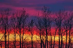 Matlock Prints: Trees along Lake Winnipeg at sunrise. Matlock, Manitoba, Canada