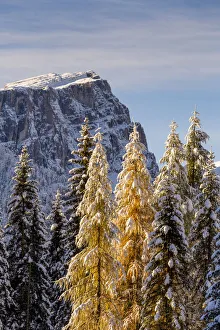 Firs Prints: Trees loads of snow in the early morning light, Cortina d Ampezzo, Belluno district