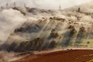 Sunray Prints: Trees in Mist, Lake District National Park, Cumbria, England