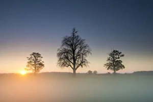 Three Trees in Mist at Sunrise, Norfolk, England
