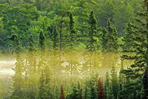 Central Canada Prints: Trees in morning fog Kenora, Ontario, Canada