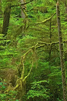 Vancouver Island Prints: Trees in old growth coastal temperate rain forest Pacific Rim National Park