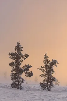 Parc Prints: Trees at Pallas at sunset - Yll√§stunturi national park
