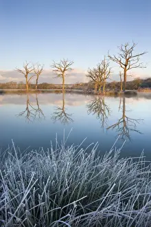 Trees reflected in a mirror still fishing lake on a frosty morning, Morchard Road