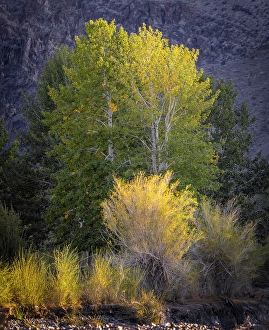 North Asia Prints: Trees showing autumnal foliage, Western Mongolia, Asia