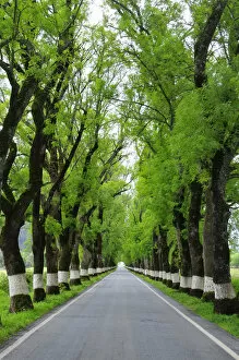 Marvao Collection: Trees on both sides of a road, Marvao, Portugal