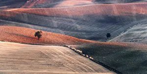 Dorcia Prints: Two trees in the Siena countryside at sunset in summer, Val d Orcia, Tuscany, Italy