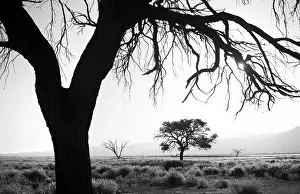Sossusvlei Prints: Trees in silhouette, Sossusvlei, Namib Naukluft Park, Namib Desert, Namibia, Africa
