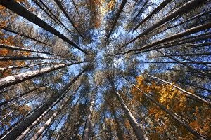 Forests Collection: Trees to the sky in autumn, Emilian Apennines, emilia romagna, italy
